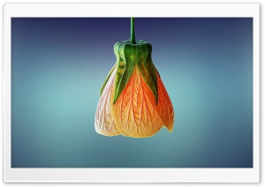 Orange Bell Flower Ultra HD Wallpaper for 4K UHD Widescreen desktop, tablet & smartphone