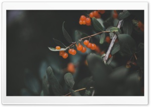 Orange Berries Ultra HD Wallpaper for 4K UHD Widescreen desktop, tablet & smartphone