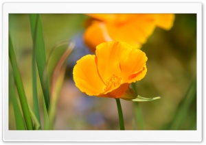 Orange Bloom Ultra HD Wallpaper for 4K UHD Widescreen desktop, tablet & smartphone