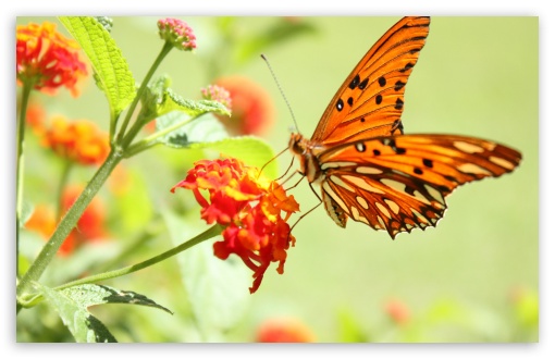 Orange Butterfly UltraHD Wallpaper for HD 16:9 ; Widescreen 16:10 5:3 ; Fullscreen 4:3 5:4 3:2 ; Tablet 1:1 ; Mobile 3:4 ;