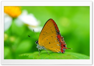 Orange Butterfly on a Leaf Ultra HD Wallpaper for 4K UHD Widescreen desktop, tablet & smartphone
