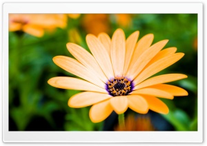 Orange Cape Daisy Flower Ultra HD Wallpaper for 4K UHD Widescreen desktop, tablet & smartphone