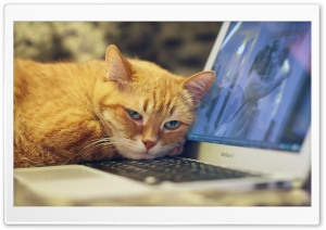 Orange Cat Laptop Ultra HD Wallpaper for 4K UHD Widescreen desktop, tablet & smartphone