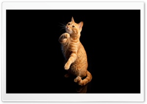 Orange Cat, Playful,  Companion, Back Background 4K UHD Wallpaper for Widescreen and UltraWide Desktop, UltraHD TV, Smartphone, Tablet