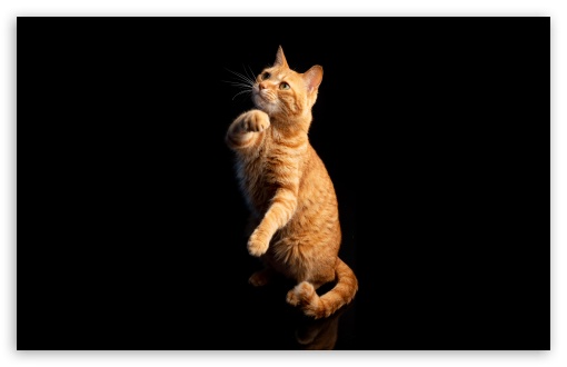 Orange Cat, Playful,  Companion, Back Background UltraHD Wallpaper for UHD 16:9 ; HD 16:9 ; Widescreen 16:10 5:3 ; Fullscreen 4:3 5:4 3:2 ; Tablet 1:1 ; Mobile 9:16 9:19.5 9:20 9:21 9:22 10:16 2:3 3:5 3:4 ;