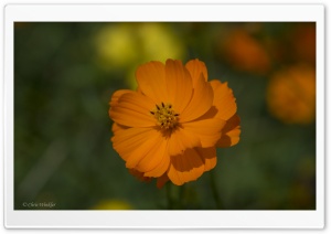 Orange Cosmos Flowers Ultra HD Wallpaper for 4K UHD Widescreen desktop, tablet & smartphone