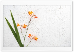 Orange Crocosmia Flower Ultra HD Wallpaper for 4K UHD Widescreen desktop, tablet & smartphone