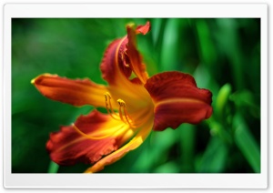 Orange Day lily Flower Ultra HD Wallpaper for 4K UHD Widescreen desktop, tablet & smartphone