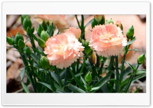 Orange Dianthus Ultra HD Wallpaper for 4K UHD Widescreen Desktop, Lockscreen, Screensaver, TV, Tablet, Smartphone