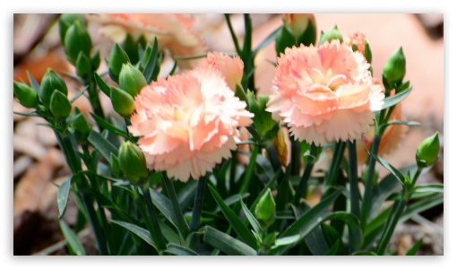 Orange Dianthus UltraHD Wallpaper for UHD 16:9 ; HD 16:9 ; Fullscreen 3:2 ;