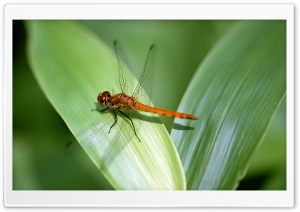 Orange Dragonfly Ultra HD Wallpaper for 4K UHD Widescreen desktop, tablet & smartphone