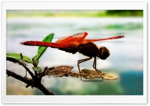 orange dragonfly Ultra HD Wallpaper for 4K UHD Widescreen desktop, tablet & smartphone