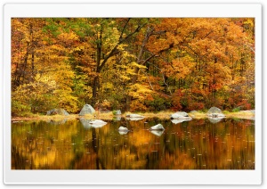 Orange Fall Ultra HD Wallpaper for 4K UHD Widescreen desktop, tablet & smartphone