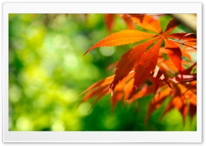 Orange Fall Leaves Against A Green Background Ultra HD Wallpaper for 4K UHD Widescreen desktop, tablet & smartphone