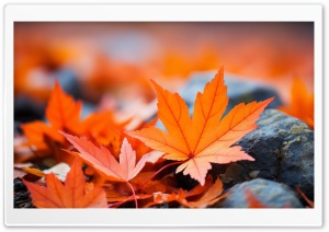 Orange Fall Leaves Macro Ultra HD Wallpaper for 4K UHD Widescreen Desktop, Lockscreen, Screensaver, TV, Tablet, Smartphone