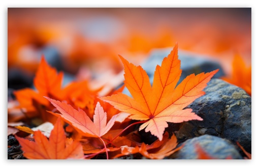 Orange Fall Leaves Macro UltraHD Wallpaper for HD 16:9 ; UltraWide 21:9 24:10 ; Widescreen 16:10 5:3 ; Fullscreen 4:3 5:4 3:2 ; Tablet 1:1 ;