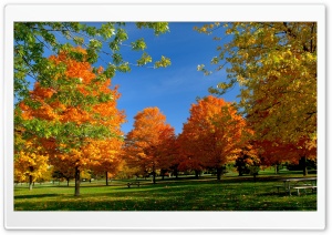 Orange Fall Trees Ultra HD Wallpaper for 4K UHD Widescreen desktop, tablet & smartphone