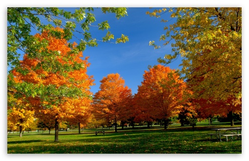 Orange Fall Trees UltraHD Wallpaper for 8K UHD TV 16:9 Ultra High Definition 2160p 1440p 1080p 900p 720p ; Widescreen 16:10 5:3 WHXGA WQXGA WUXGA WXGA WGA ; Fullscreen 4:3 5:4 3:2 UXGA XGA SVGA QSXGA SXGA DVGA HVGA HQVGA ( Apple PowerBook G4 iPhone 4 3G 3GS iPod Touch ) ; Tablet 1:1 ; Mobile 3:5 3:4 - ; Dual 5:4 QSXGA SXGA ;