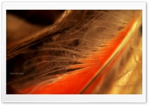 Orange Feather Macro Ultra HD Wallpaper for 4K UHD Widescreen desktop, tablet & smartphone