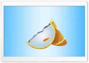 Orange Fish Ultra HD Wallpaper for 4K UHD Widescreen desktop, tablet & smartphone
