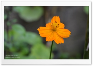 Orange Flower Ultra HD Wallpaper for 4K UHD Widescreen desktop, tablet & smartphone