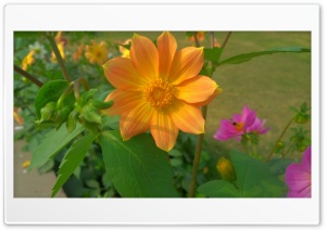 Orange Flower 4K UHD Wallpaper for Widescreen and UltraWide Desktop, UltraHD TV, Smartphone, Tablet