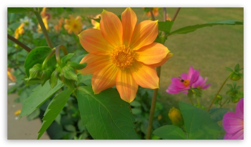 Orange Flower UltraHD Wallpaper for HD 16:9 ;