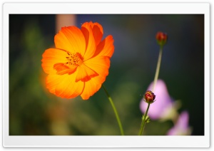 Orange Flower Ultra HD Wallpaper for 4K UHD Widescreen desktop, tablet & smartphone