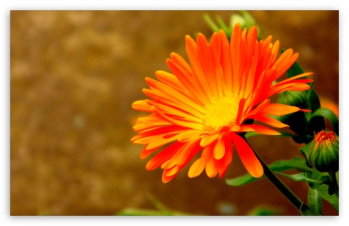 Orange Flower UltraHD Wallpaper for Wide 16:10 5:3 Widescreen WHXGA WQXGA WUXGA WXGA WGA ; 8K UHD TV 16:9 Ultra High Definition 2160p 1440p 1080p 900p 720p ; UHD 16:9 2160p 1440p 1080p 900p 720p ; Standard 4:3 5:4 3:2 Fullscreen UXGA XGA SVGA QSXGA SXGA DVGA HVGA HQVGA ( Apple PowerBook G4 iPhone 4 3G 3GS iPod Touch ) ; Tablet 1:1 ; iPad 1/2/Mini ; Mobile 4:3 5:3 3:2 16:9 5:4 - UXGA XGA SVGA WGA DVGA HVGA HQVGA ( Apple PowerBook G4 iPhone 4 3G 3GS iPod Touch ) 2160p 1440p 1080p 900p 720p QSXGA SXGA ;