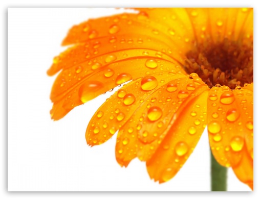 Orange flower dew UltraHD Wallpaper for Fullscreen 4:3 ;