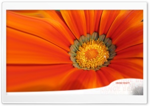 Orange Flower Dualscreen Ultra HD Wallpaper for 4K UHD Widescreen Desktop, Lockscreen, Screensaver, TV, Tablet, Smartphone