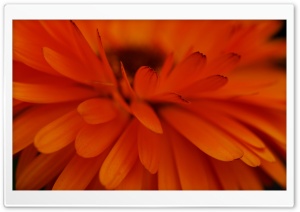 Orange Flower Focus Ultra HD Wallpaper for 4K UHD Widescreen desktop, tablet & smartphone