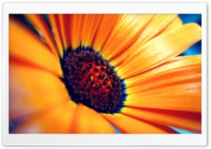 Orange Flower Macro Ultra HD Wallpaper for 4K UHD Widescreen desktop, tablet & smartphone