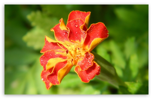 Orange Flower Macro UltraHD Wallpaper for HD 16:9 ; Widescreen 16:10 5:3 ; Fullscreen 4:3 5:4 3:2 ; Tablet 1:1 ;