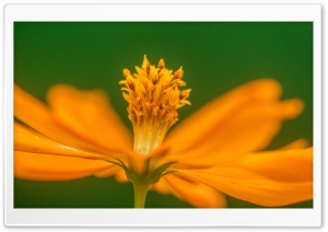 Orange Flower Macro DOF 4K UHD Wallpaper for Widescreen and UltraWide Desktop, UltraHD TV, Smartphone, Tablet