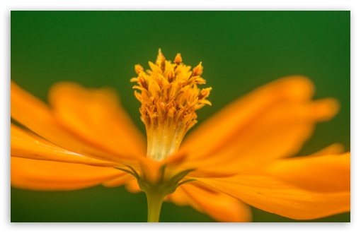 Orange Flower Macro DOF UltraHD Wallpaper for UHD 16:9 ; HD 16:9 ; UltraWide 21:9 24:10 ; Widescreen 16:10 5:3 ; Fullscreen 4:3 5:4 3:2 ;