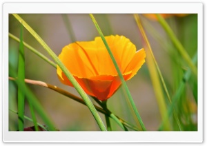 Orange Flower With Reeds Ultra HD Wallpaper for 4K UHD Widescreen desktop, tablet & smartphone