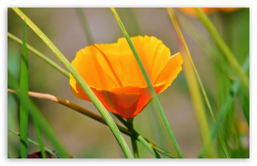 Orange Flower With Reeds UltraHD Wallpaper for UHD 16:9 2160p 1440p 1080p 900p 720p ; 8K UHD TV 16:9 Ultra High Definition 2160p 1440p 1080p 900p 720p ; UltraWide 21:9 24:10 32:9 32:10 ; Widescreen 16:10 5:3 WHXGA WQXGA WUXGA WXGA WGA ; Fullscreen 4:3 5:4 3:2 UXGA XGA SVGA QSXGA SXGA DVGA HVGA HQVGA ( Apple PowerBook G4 iPhone 4 3G 3GS iPod Touch ) ; Tablet 1:1 ; Mobile 9:16 2:3 3:5 3:4 - ; Dual 16:10 5:3 16:9 4:3 5:4 WHXGA WQXGA WUXGA WXGA WGA 2160p 1440p 1080p 900p 720p UXGA XGA SVGA QSXGA SXGA ;