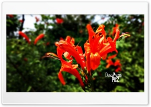 orange flowers Ultra HD Wallpaper for 4K UHD Widescreen desktop, tablet & smartphone