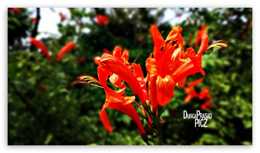 orange flowers UltraHD Wallpaper for UHD 16:9 ; HD 16:9 ;