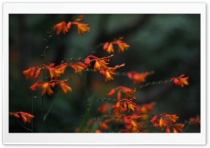Orange Flowers, California Ultra HD Wallpaper for 4K UHD Widescreen desktop, tablet & smartphone