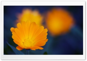 Orange Flowers Close-up Ultra HD Wallpaper for 4K UHD Widescreen desktop, tablet & smartphone