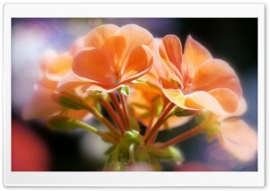 Orange Flowers Sunlight Ultra HD Wallpaper for 4K UHD Widescreen desktop, tablet & smartphone
