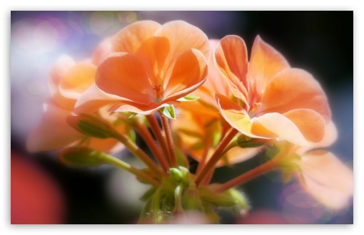 Orange Flowers Sunlight UltraHD Wallpaper for 8K UHD TV 16:9 Ultra High Definition 2160p 1440p 1080p 900p 720p ; Widescreen 16:10 5:3 WHXGA WQXGA WUXGA WXGA WGA ; Fullscreen 4:3 5:4 3:2 UXGA XGA SVGA QSXGA SXGA DVGA HVGA HQVGA ( Apple PowerBook G4 iPhone 4 3G 3GS iPod Touch ) ; Tablet 1:1 ;