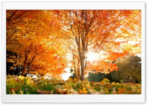 Orange Foliage Ultra HD Wallpaper for 4K UHD Widescreen desktop, tablet & smartphone