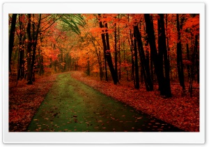 Orange Forest Ultra HD Wallpaper for 4K UHD Widescreen desktop, tablet & smartphone