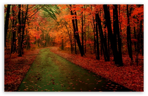 Orange Forest Ultra HD Desktop Background Wallpaper for : Multi Display ...