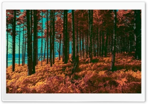Orange Forest, Sea, Infrared Photography Ultra HD Wallpaper for 4K UHD Widescreen desktop, tablet & smartphone