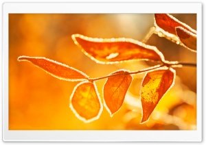 Orange Frost Covered Leaves, Macro, Fall Ultra HD Wallpaper for 4K UHD Widescreen desktop, tablet & smartphone