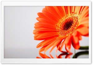Orange Gerbera Ultra HD Wallpaper for 4K UHD Widescreen desktop, tablet & smartphone